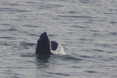Eubalaena glacialis