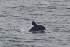 Eubalaena glacialis