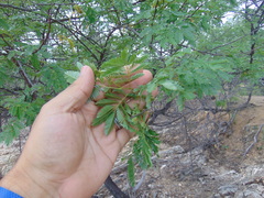 Mimosa tenuiflora