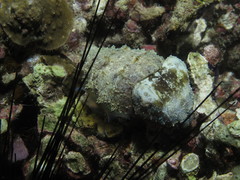 Sepia bandensis