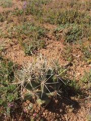 Coryphantha robustispina uncinata