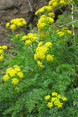 Lomatium hallii