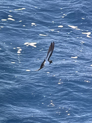 White-bellied Storm Petrel (Fregetta grallaria), photo 2