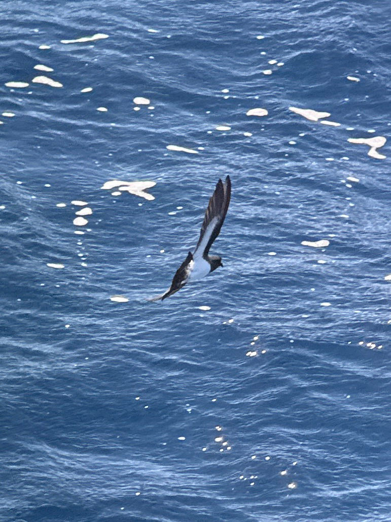 White-bellied Storm Petrel (Fregetta grallaria), photo 2