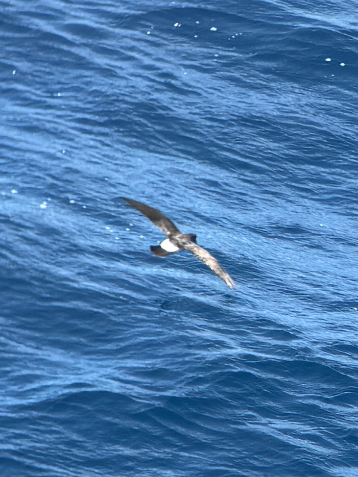 White-bellied Storm Petrel (Fregetta grallaria), photo 3