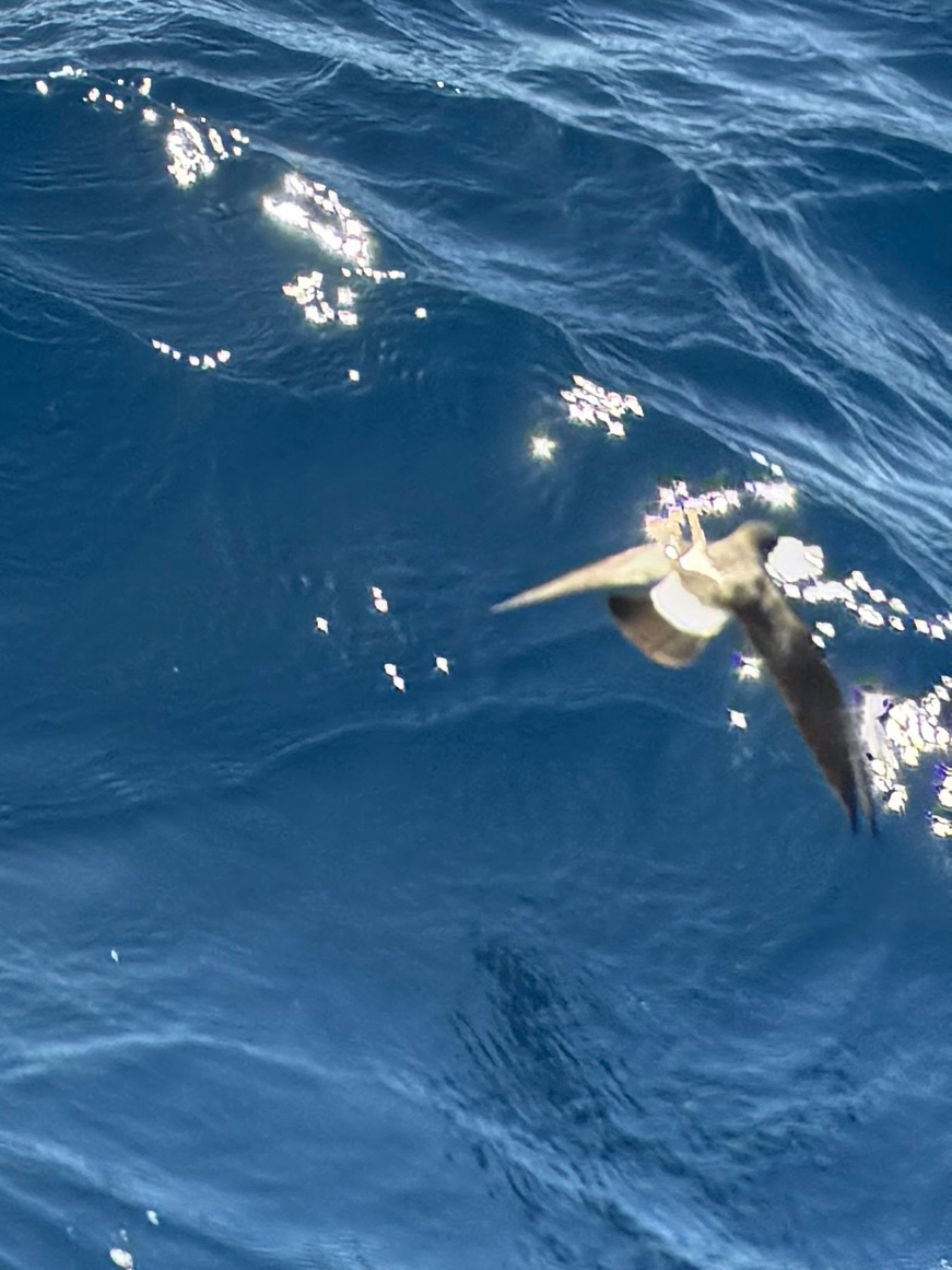 White-bellied Storm Petrel (Fregetta grallaria), photo 5