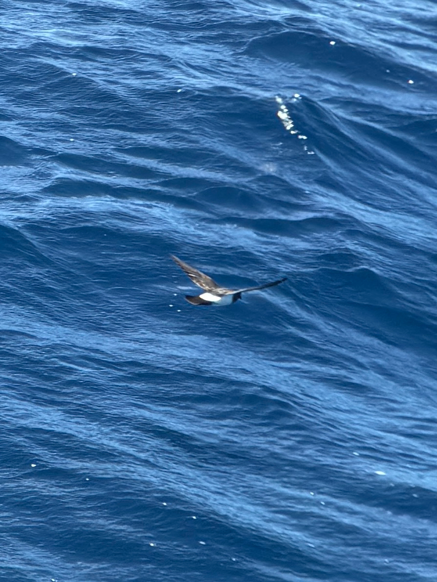 White-bellied Storm Petrel (Fregetta grallaria), photo 4