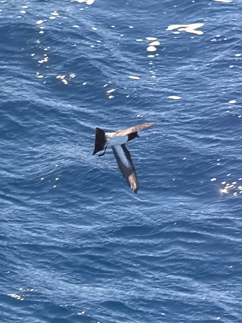 White-bellied Storm Petrel (Fregetta grallaria), photo 1