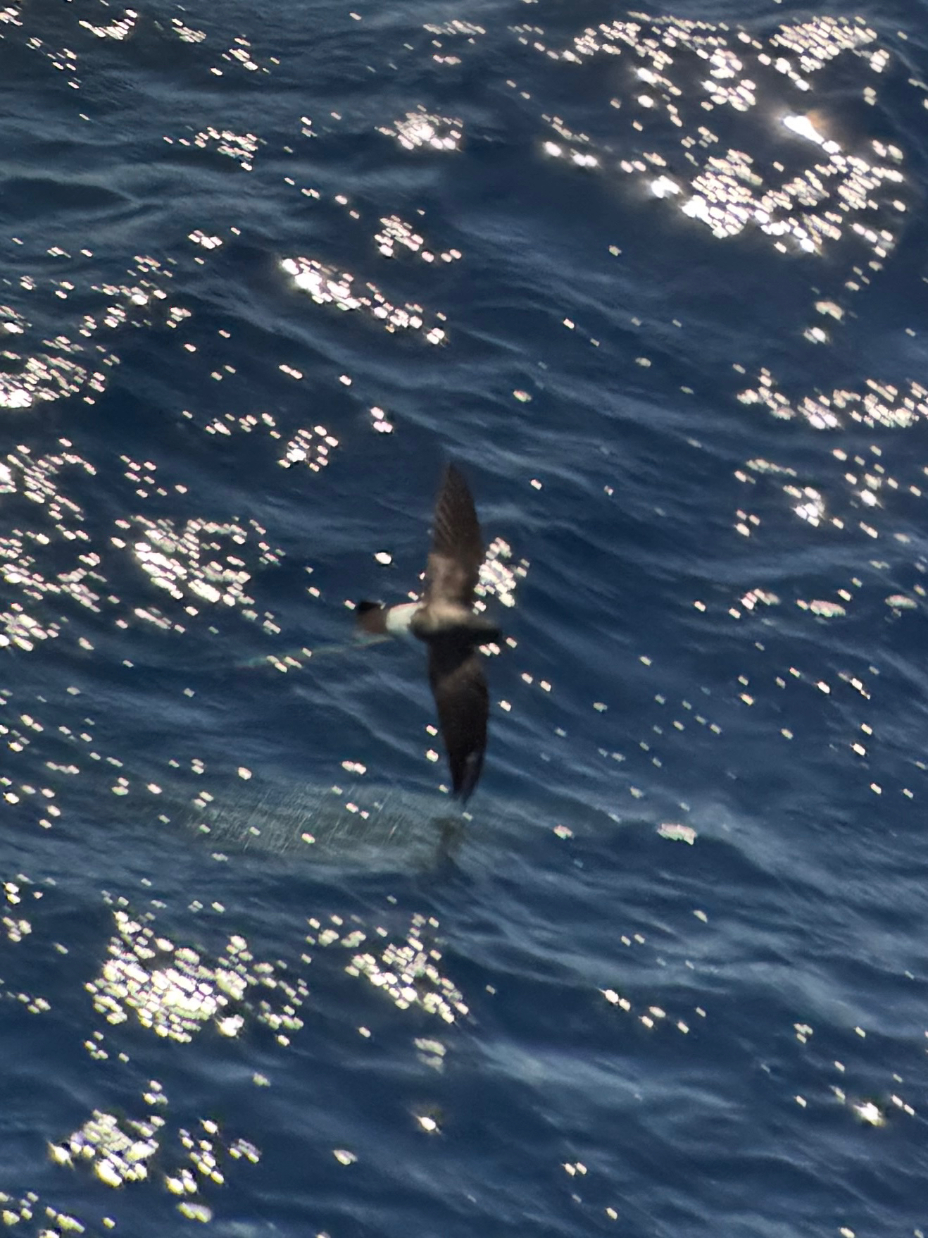 White-bellied Storm Petrel (Fregetta grallaria), photo 6