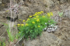 Lomatium hallii
