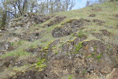 Lomatium hallii