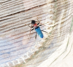 Cartallum ebulinum