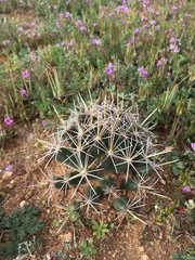 Coryphantha robustispina uncinata