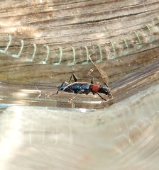 Cartallum ebulinum
