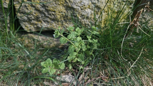 Veronica opaca iNat (3)