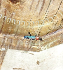 Cartallum ebulinum