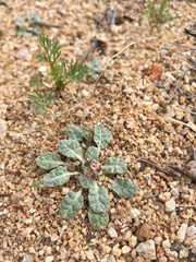 Eriogonum thurberi