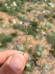Gilia mexicana