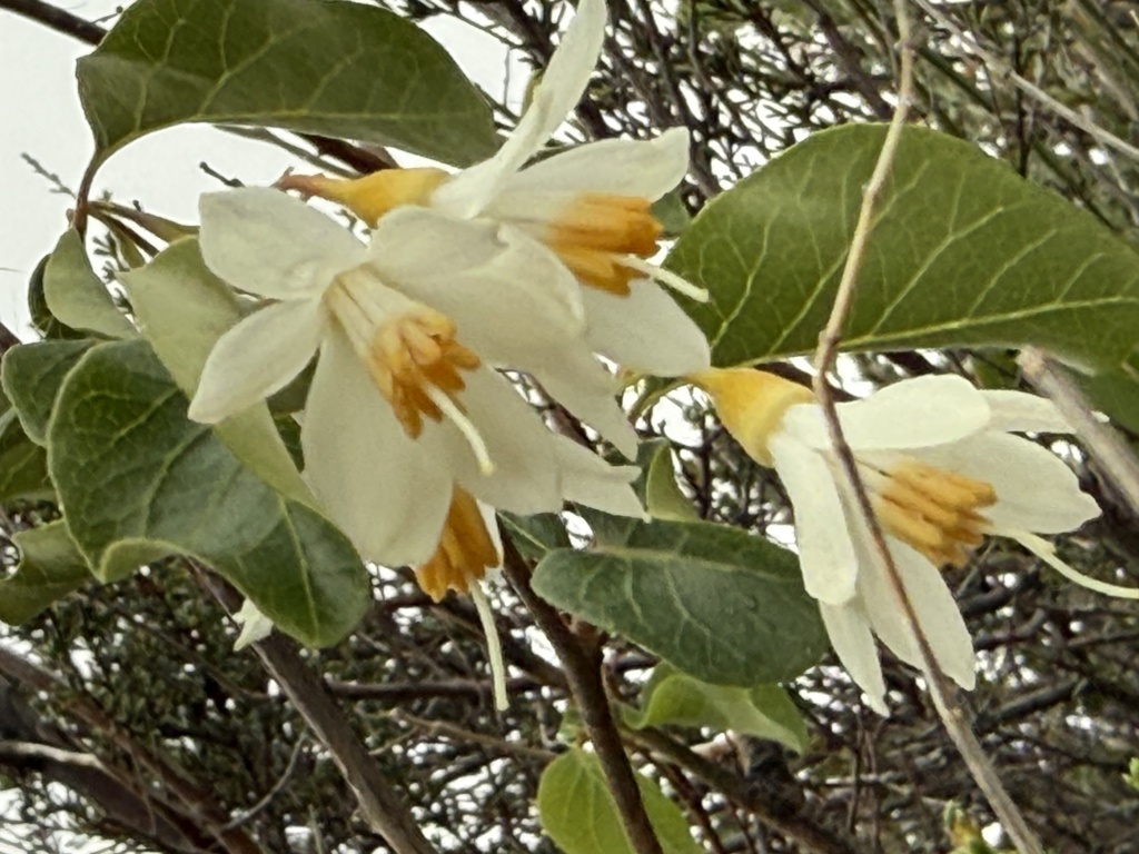 Styrax redivivus; photograph (c) Matthias Blume, some rights reserved (CC BY)