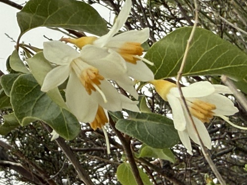 California snowdrop bush (Styrax redivivus)