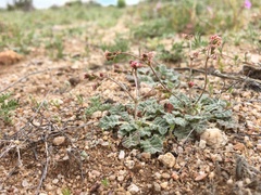 Eriogonum thurberi