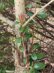 Photinia × fraseri