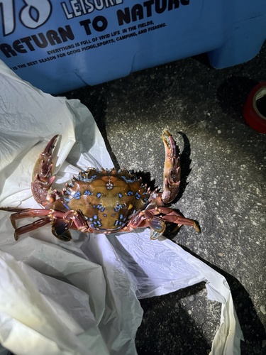 Goniosupradens erythrodactylus observed 2026-04-12