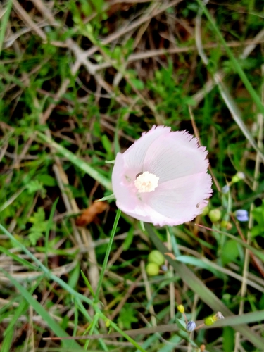 Palmleaf winecup (Callirhoe pedata)