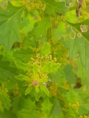 Dysphania graveolens