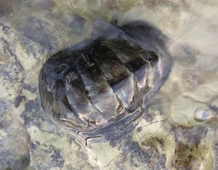 Chiton stokesii