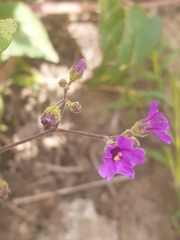 Mirabilis ovata