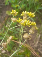 Gnaphalium jujuyense