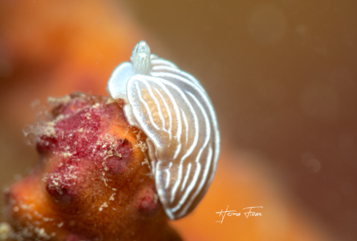 Dermatobranchus albineus