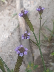 Verbena litoralis litoralis