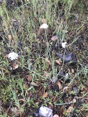 Allium haematochiton