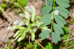 Astragalus soxmaniorum