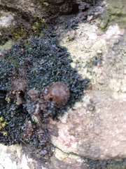 Lathagrium auriforme