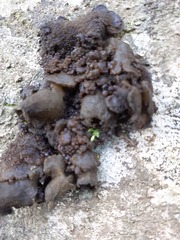 Lathagrium auriforme