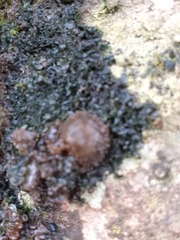 Lathagrium auriforme