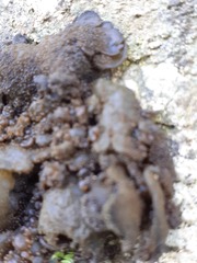 Lathagrium auriforme