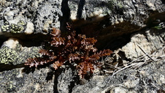 Acaena saccaticupula