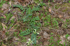 Astragalus soxmaniorum