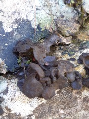 Lathagrium auriforme