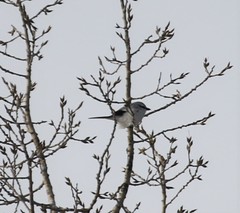 Lanius borealis borealis