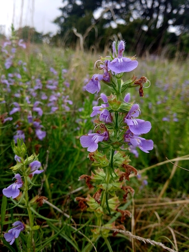 Engelmann's sage (Salvia engelmannii)