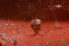 Spermophora senoculata