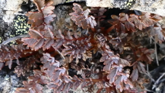 Acaena saccaticupula