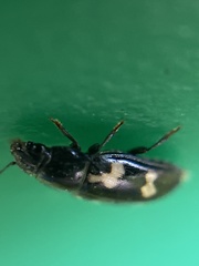 Glischrochilus quadriguttatus