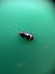 Glischrochilus quadriguttatus