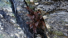 Acaena saccaticupula